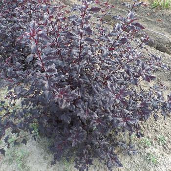 Physocarpus opulifolius 'Black Jack™' (226908)