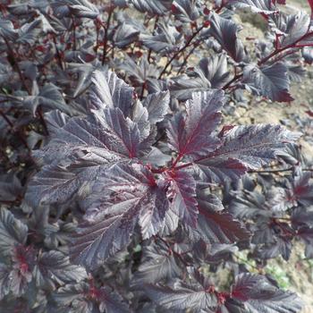 Physocarpus opulifolius 'Black Jack™' (226931)