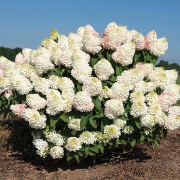 Hydrangea paniculata 'Sweet Starlight™' (228203)