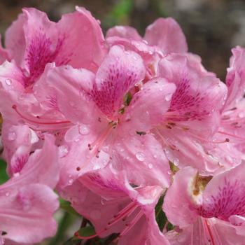 Rhododendron yedoense var. poukhanense Chalet® 'Orchid' (228964)