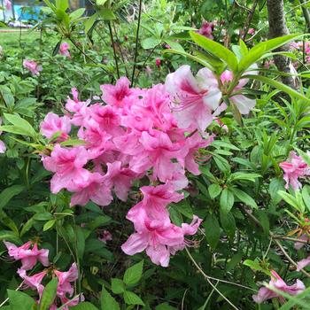 Rhododendron yedoense var. poukhanense Chalet® 'Plum' (228966)