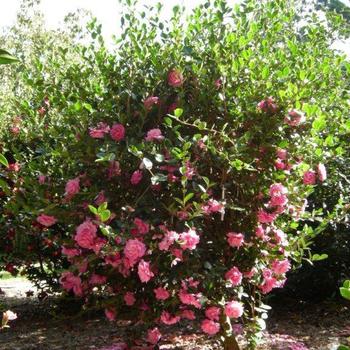 Camellia sasanqua 'Susy Dirr' (229048)