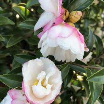 Camellia sasanqua October Magic® 'Dawn' (229063)