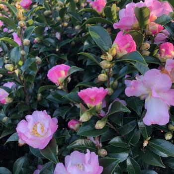 Camellia sasanqua October Magic® 'Dawn' (229064)