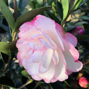Camellia sasanqua October Magic® 'Dawn' (229066)