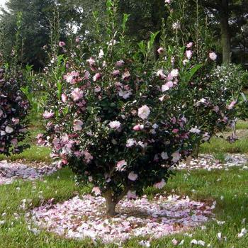Camellia sasanqua October Magic® 'Orchid' (229082)