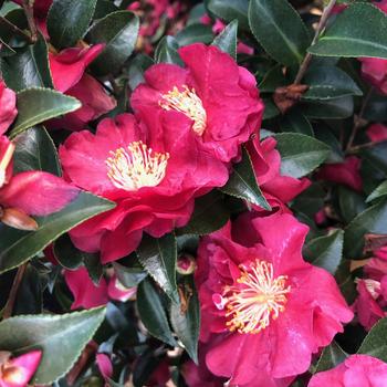 Camellia sasanqua October Magic® 'Rose' (229088)