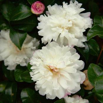 Camellia sasanqua October Magic® 'Snow' (229104)