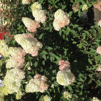 Hydrangea paniculata 'Ruby Snow™' (231133)