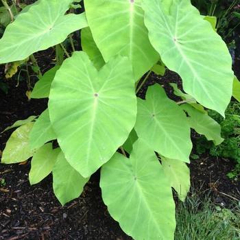 Colocasia Gecko™ 'Red-Eyed' (234904)