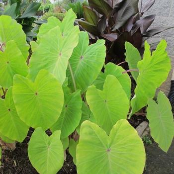 Colocasia Gecko™ 'Red-Eyed' (234905)