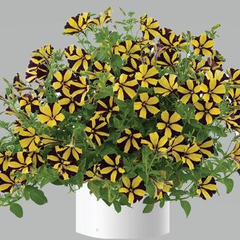 Petunia 'Ray™ Sunflower Improved' (236063)
