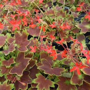 Pelargonium x hortorum 'Vancouver Centennial' (239872)