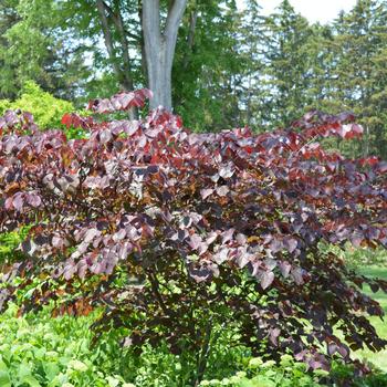 Cercis canadensis 'Forest Pansy' (240242)
