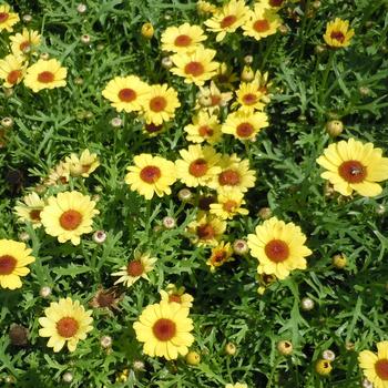 Argyranthemum frutescens 'Grandaisy® Yellow' (240857)