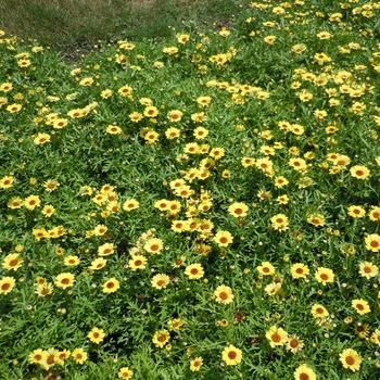 Argyranthemum frutescens 'Grandaisy® Yellow' (240858)