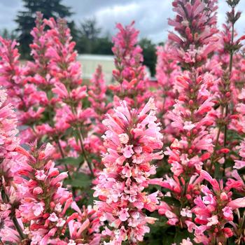 Agastache 'Pink Pearl' (242005)
