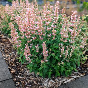 Agastache 'Pink Pearl' (242006)