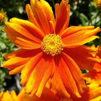 Coreopsis L'il Bang™ 'Darling Clementine' (243382)