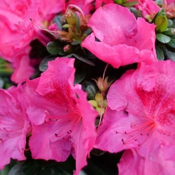 Rhododendron 'Perfecto Mundo Epic Pink®' (243530)