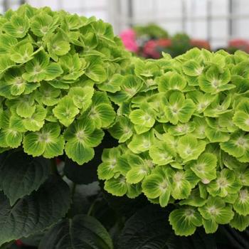 Hydrangea macrophylla Everlasting® 'Green Cloud' (244661)
