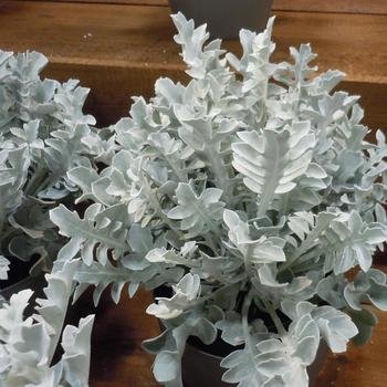 Centaurea ragusina 'Silver Swirl' (244960)