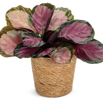 Calathea roseopicta Color Full® 'Rosy' (245546)