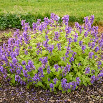 Nepeta x faassenii 'Chartreuse on the Loose' (245854)