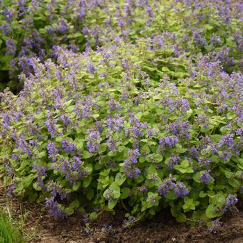 Nepeta x faassenii 'Chartreuse on the Loose' (245855)