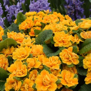 Primula vulgaris Bouquet Perfect™ 'Mandarin' (246414)