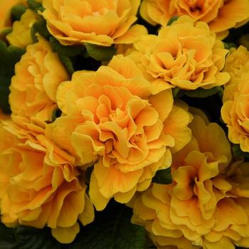 Primula vulgaris Bouquet Perfect™ 'Mandarin' (246416)
