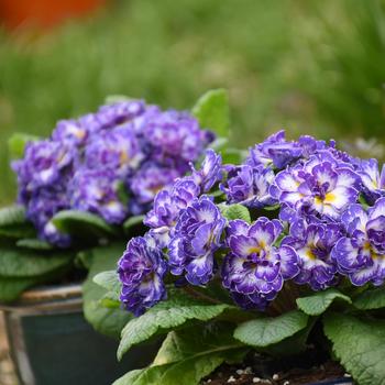 Primula vulgaris Bouquet Perfect™ 'Blue Ripples' (246419)