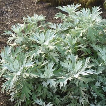 Artemisia 'Silver Lining' (246439)