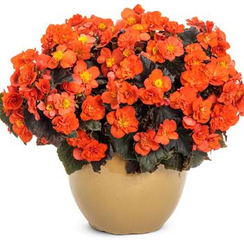 Begonia x hiemalis Solenia® '' (246540)