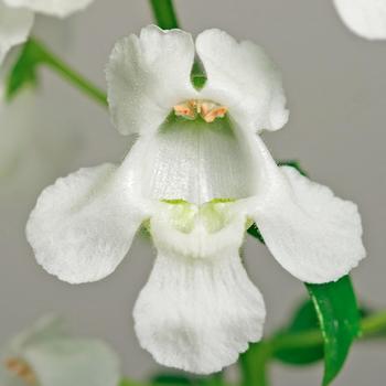 Angelonia angustifolia Carita™ 'Cascade White' (246559)