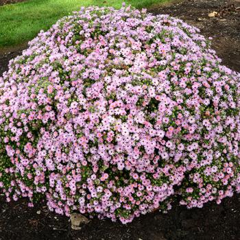 Aster 'Billowing Pink' (246868)