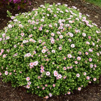Aster 'Billowing Pink' (246871)