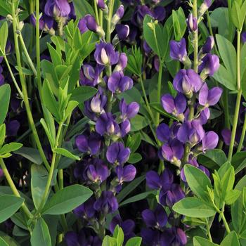 Baptisia PrairieBlues™ 'Royal Purple' (246933)