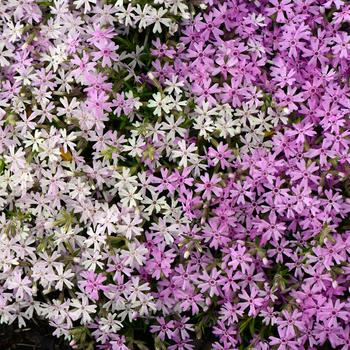 Phlox 'Perfectly Puzzling' (247272)