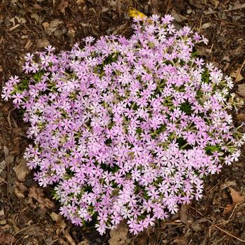 Phlox 'Perfectly Puzzling' (247274)