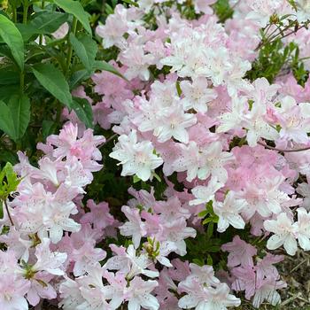 Rhododendron yedoense var. poukhanense Chalet® 'Glowing Pink' (247467)