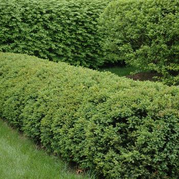 Buxus 'Chicagoland Green®' (247472)