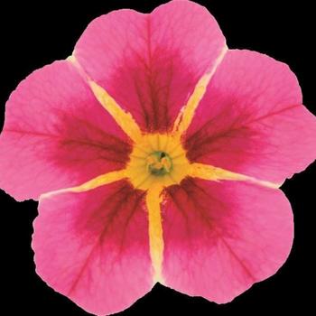 Calibrachoa 'TikTok Rose Improved' (247675)