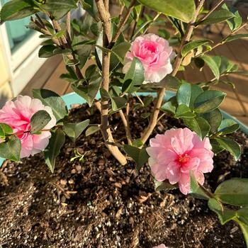 Camellia sasanqua 'Dream Weaver' (248111)