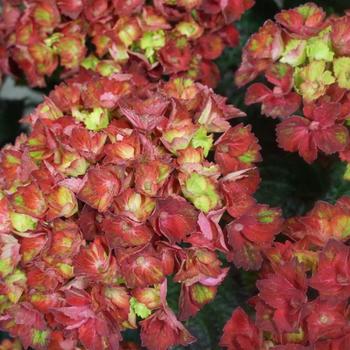 Hydrangea macrophylla Magical® 'Triumph' (248168)