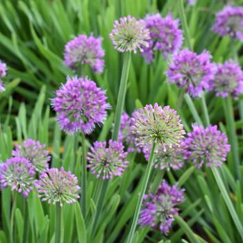 Allium 'Lavender Bubbles' (248194)