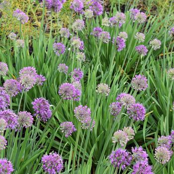 Allium 'Lavender Bubbles' (248195)