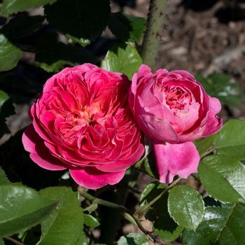 Rosa 'PowerPuff Pink®' (248367)