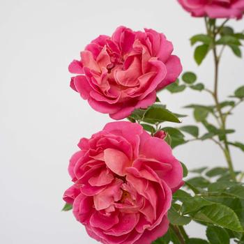 Rosa 'PowerPuff Pink®' (248368)