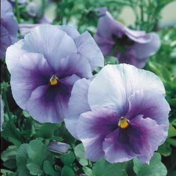 Viola 'Imperial Blue' (248793)